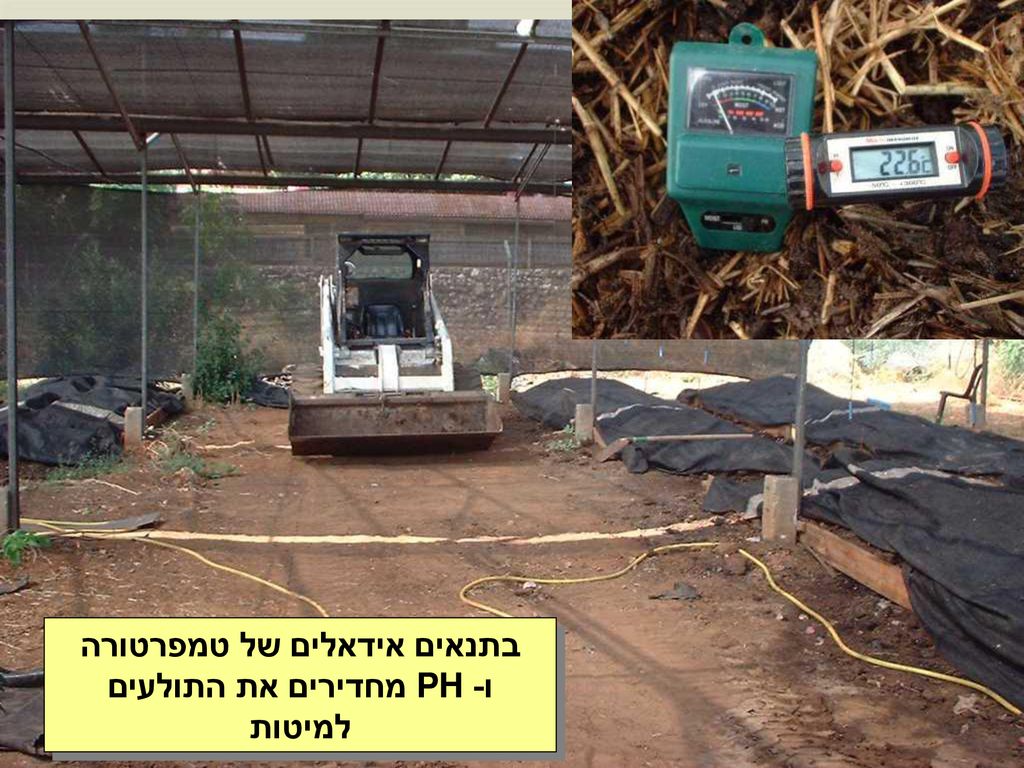 בתנאים אידאלים של טמפרטורה ו- PH מחדירים את התולעים למיטות