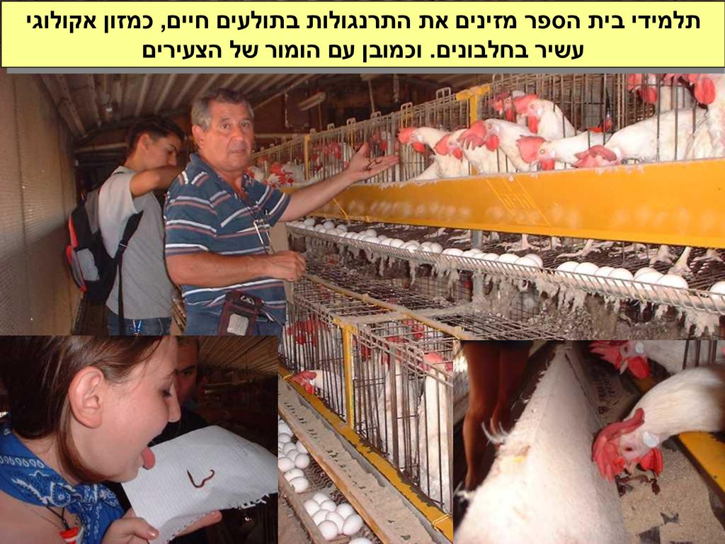 תלמידי בית הספר מזינים את התרנגולות בתולעים חיים, כמזון אקולוגי עשיר בחלבונים.