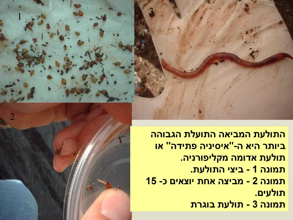 תמונה 2 - מביצה אחת יוצאים כ- 15 תולעים. תמונה 3 - תולעת בוגרת