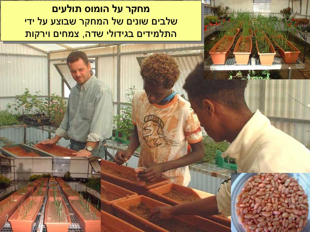 מחקר על הומוס תולעים שלבים שונים של המחקר שבוצע על ידי התלמידים בגידולי שדה, צמחים וירקות