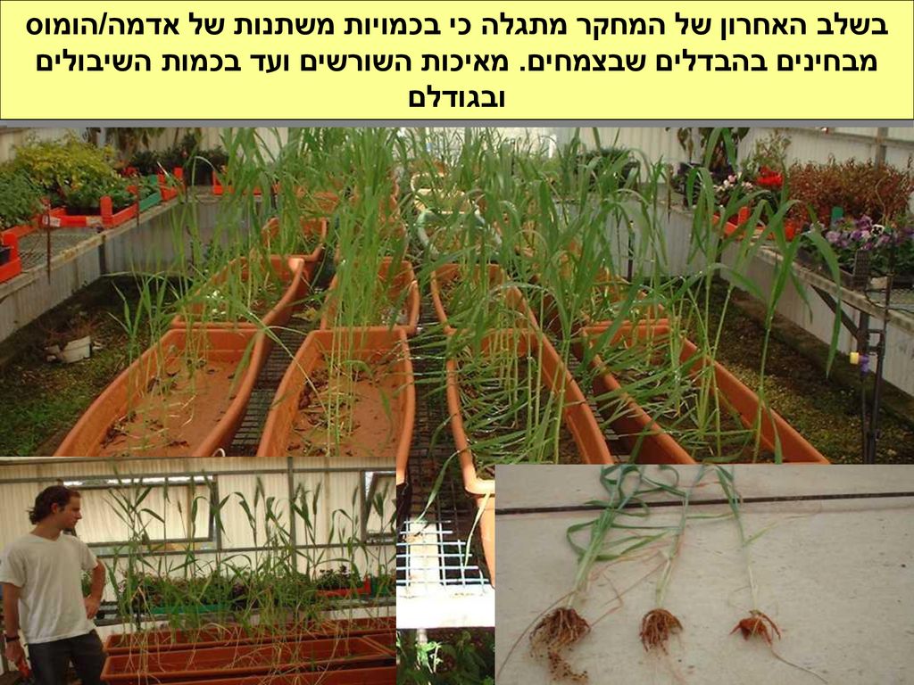 בשלב האחרון של המחקר מתגלה כי בכמויות משתנות של אדמה/הומוס מבחינים בהבדלים שבצמחים. מאיכות השורשים ועד בכמות השיבולים ובגודלם