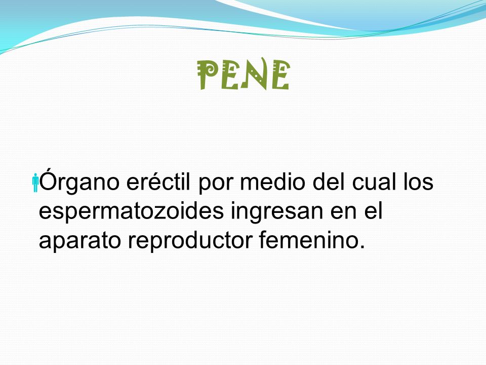 PENE Órgano eréctil por medio del cual los espermatozoides ingresan en el aparato reproductor femenino.