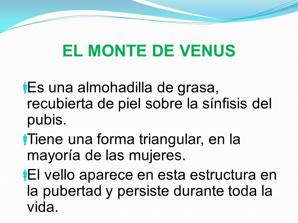 EL MONTE DE VENUS Es una almohadilla de grasa, recubierta de piel sobre la sínfisis del pubis.