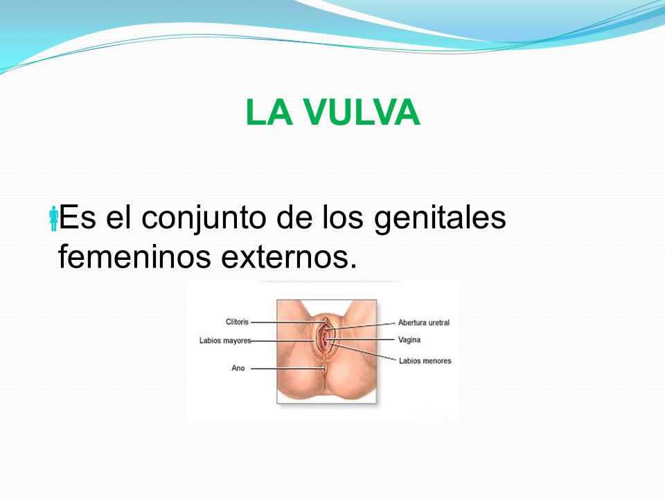 LA VULVA Es el conjunto de los genitales femeninos externos.