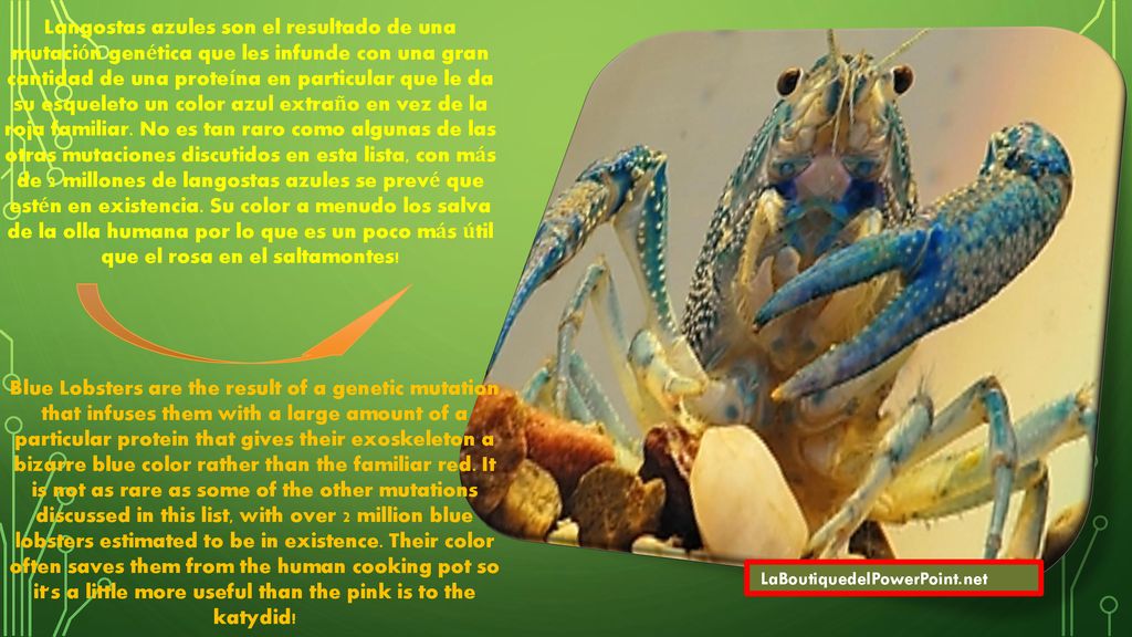 Langostas azules son el resultado de una mutación genética que les infunde con una gran cantidad de una proteína en particular que le da su esqueleto un color azul extraño en vez de la roja familiar. No es tan raro como algunas de las otras mutaciones discutidos en esta lista, con más de 2 millones de langostas azules se prevé que estén en existencia. Su color a menudo los salva de la olla humana por lo que es un poco más útil que el rosa en el saltamontes!