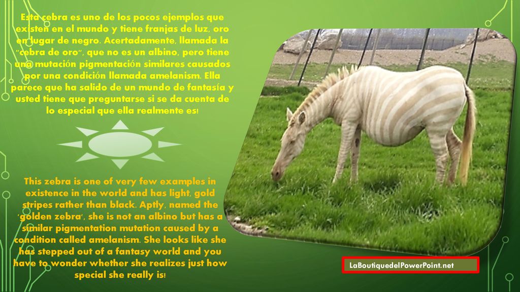 Esta cebra es uno de los pocos ejemplos que existen en el mundo y tiene franjas de luz, oro en lugar de negro. Acertadamente, llamada la cebra de oro , que no es un albino, pero tiene una mutación pigmentación similares causados por una condición llamada amelanism. Ella parece que ha salido de un mundo de fantasía y usted tiene que preguntarse si se da cuenta de lo especial que ella realmente es!
