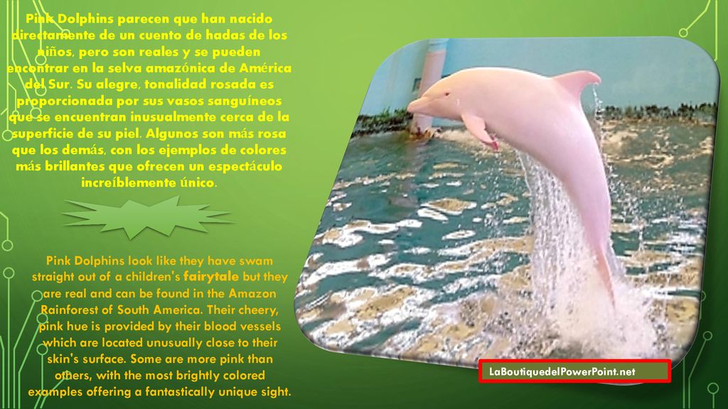 Pink Dolphins parecen que han nacido directamente de un cuento de hadas de los niños, pero son reales y se pueden encontrar en la selva amazónica de América del Sur. Su alegre, tonalidad rosada es proporcionada por sus vasos sanguíneos que se encuentran inusualmente cerca de la superficie de su piel. Algunos son más rosa que los demás, con los ejemplos de colores más brillantes que ofrecen un espectáculo increíblemente único.