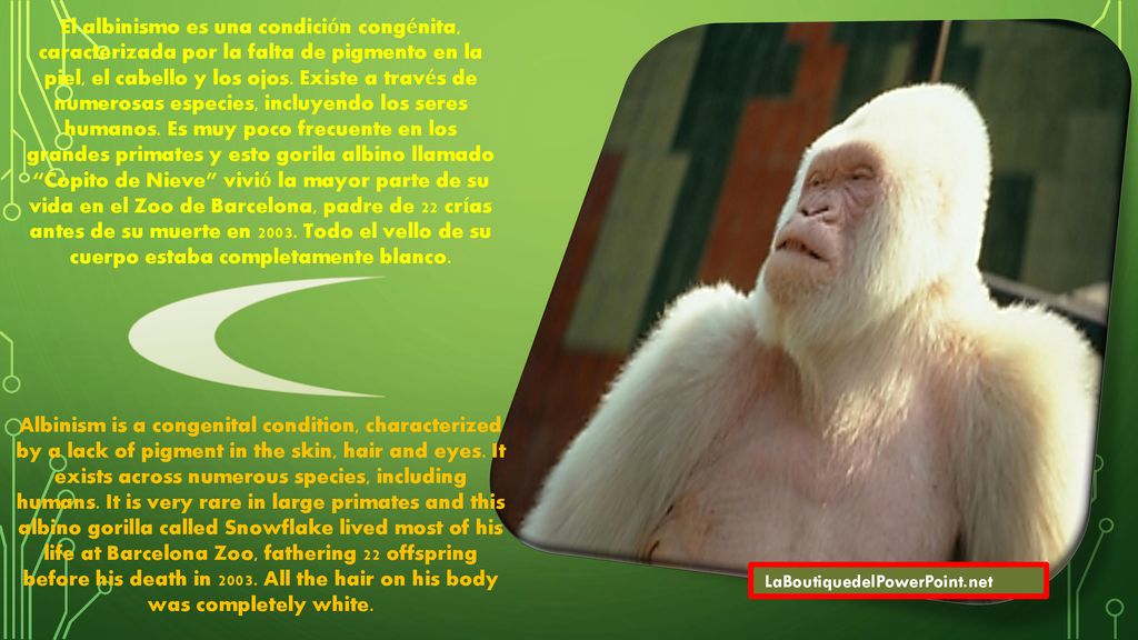 El albinismo es una condición congénita, caracterizada por la falta de pigmento en la piel, el cabello y los ojos. Existe a través de numerosas especies, incluyendo los seres humanos. Es muy poco frecuente en los grandes primates y esto gorila albino llamado Copito de Nieve vivió la mayor parte de su vida en el Zoo de Barcelona, padre de 22 crías antes de su muerte en Todo el vello de su cuerpo estaba completamente blanco.