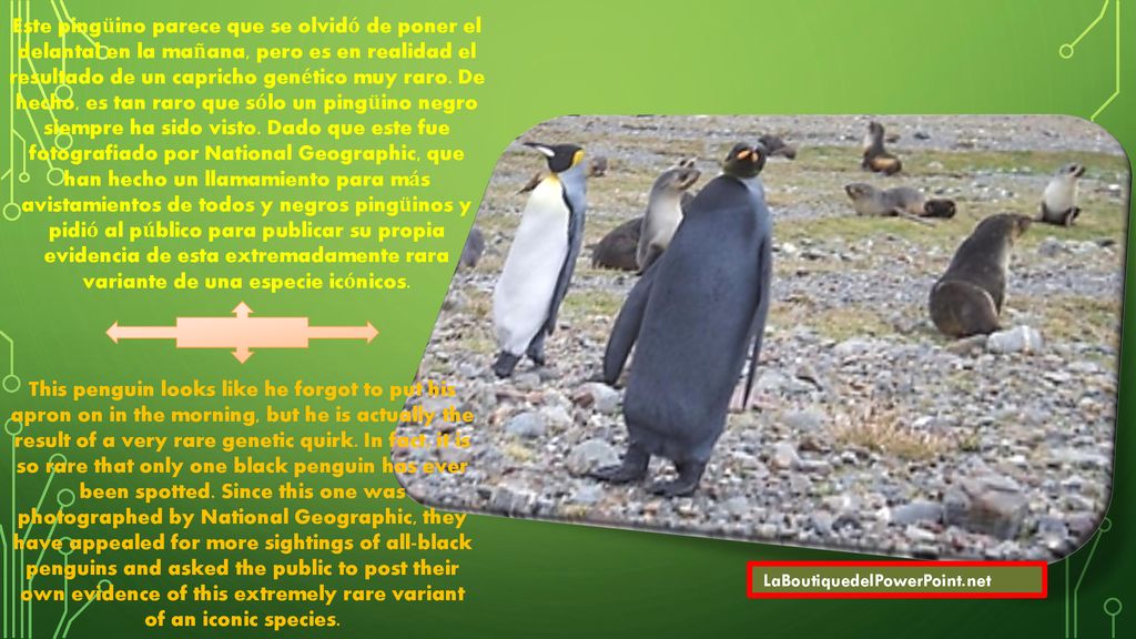 Este pingüino parece que se olvidó de poner el delantal en la mañana, pero es en realidad el resultado de un capricho genético muy raro. De hecho, es tan raro que sólo un pingüino negro siempre ha sido visto. Dado que este fue fotografiado por National Geographic, que han hecho un llamamiento para más avistamientos de todos y negros pingüinos y pidió al público para publicar su propia evidencia de esta extremadamente rara variante de una especie icónicos.