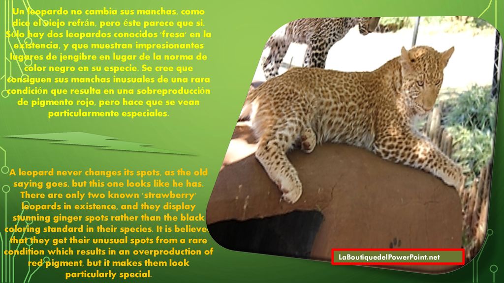 Un leopardo no cambia sus manchas, como dice el viejo refrán, pero éste parece que si. Sólo hay dos leopardos conocidos fresa en la existencia, y que muestran impresionantes lugares de jengibre en lugar de la norma de color negro en su especie. Se cree que consiguen sus manchas inusuales de una rara condición que resulta en una sobreproducción de pigmento rojo, pero hace que se vean particularmente especiales.