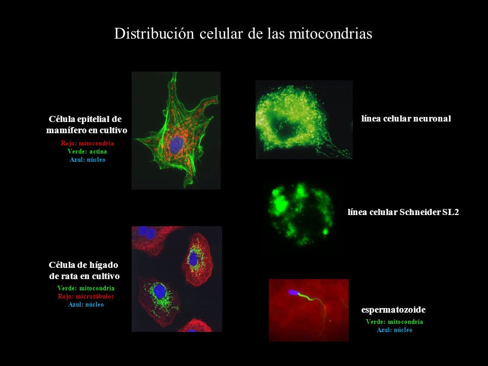 línea celular neuronal línea celular Schneider SL2