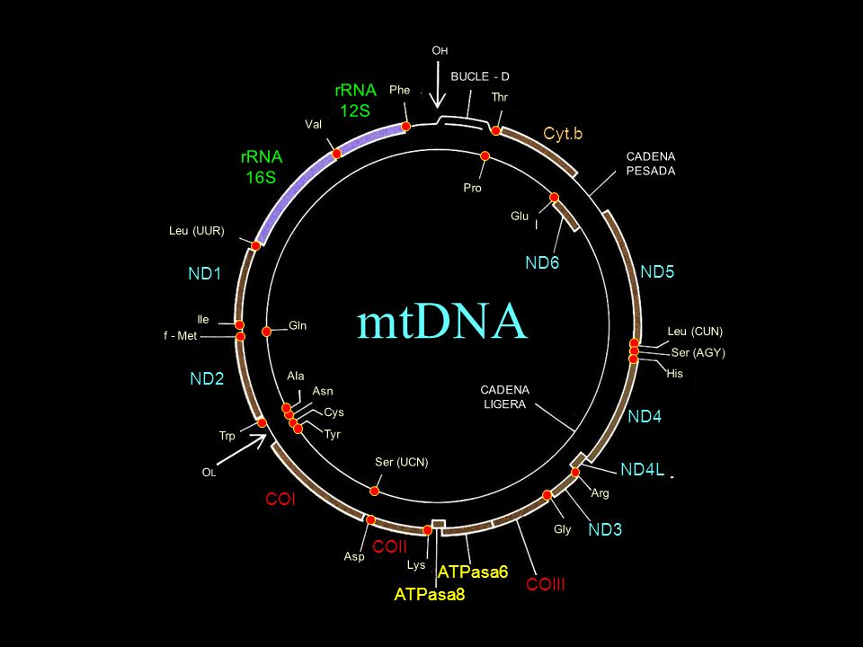 mtDNA rRNA 12S Cyt.b 16S ND6 ND1 ND5 ND2 ND4 ND4L COI ND3 COII ATPasa6