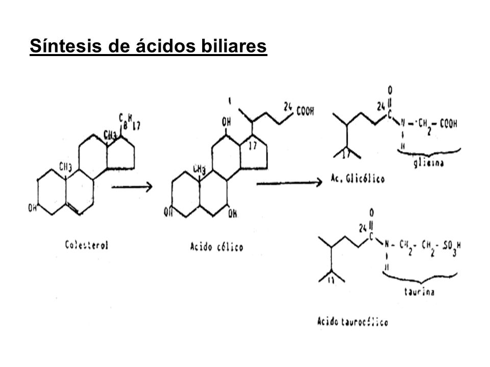 Síntesis de ácidos biliares