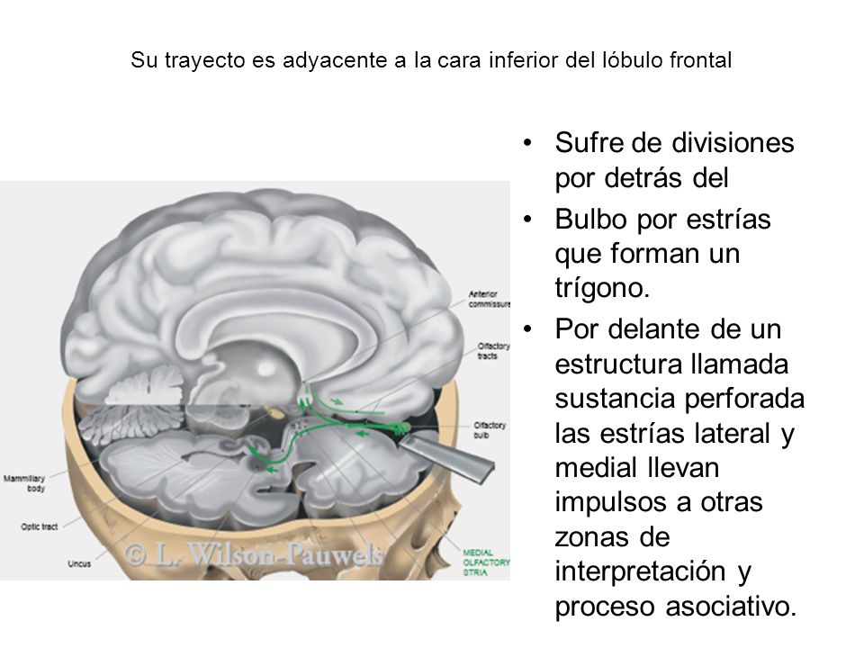 Su trayecto es adyacente a la cara inferior del lóbulo frontal