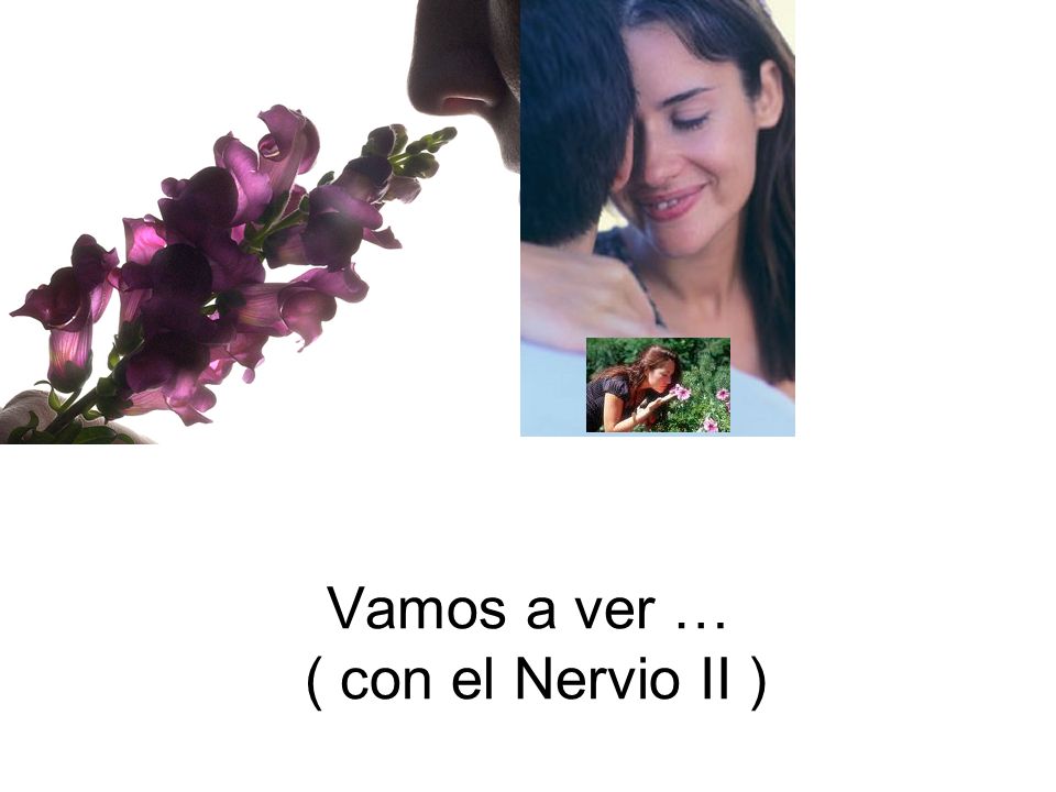 Vamos a ver … ( con el Nervio II )
