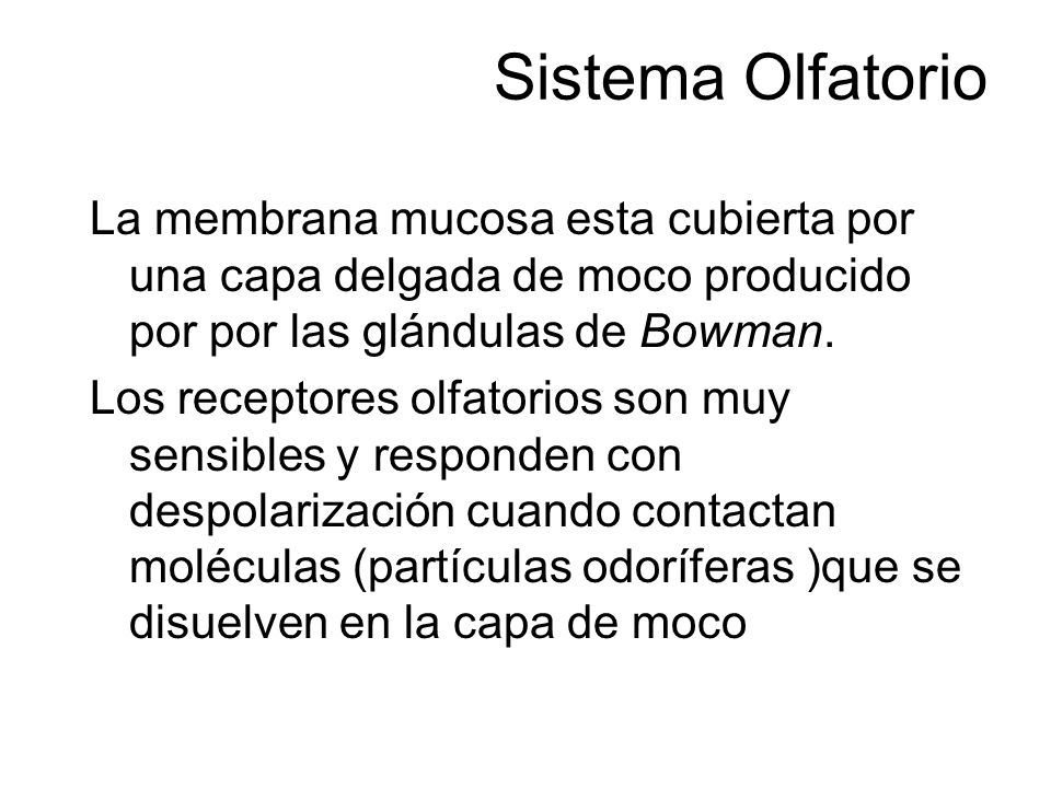 Sistema Olfatorio La membrana mucosa esta cubierta por una capa delgada de moco producido por por las glándulas de Bowman.