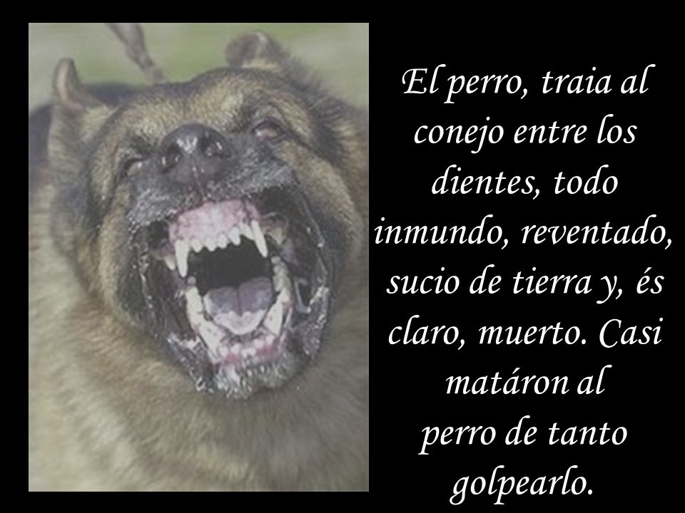 El perro, traia al conejo entre los dientes, todo inmundo, reventado, sucio de tierra y, és claro, muerto.