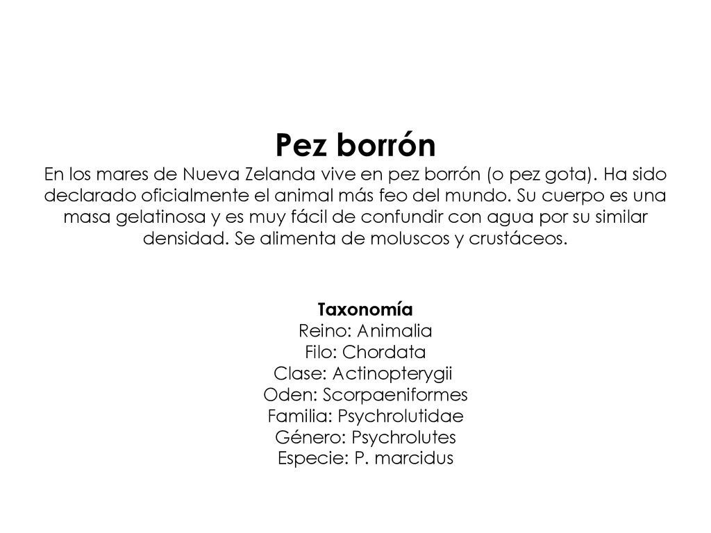 Pez borrón En los mares de Nueva Zelanda vive en pez borrón (o pez gota). Ha sido declarado oficialmente el animal más feo del mundo. Su cuerpo es una masa gelatinosa y es muy fácil de confundir con agua por su similar densidad. Se alimenta de moluscos y crustáceos.