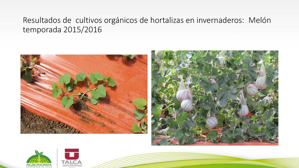 Resultados de cultivos orgánicos de hortalizas en invernaderos: Melón temporada 2015/2016