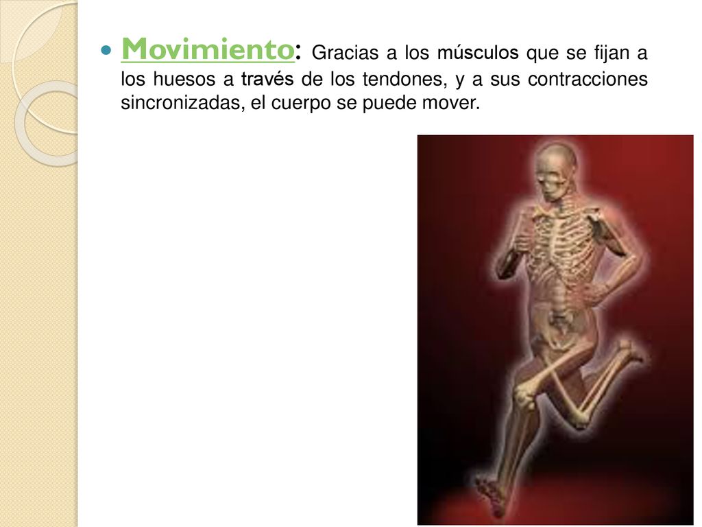 Movimiento: Gracias a los músculos que se fijan a los huesos a través de los tendones, y a sus contracciones sincronizadas, el cuerpo se puede mover.