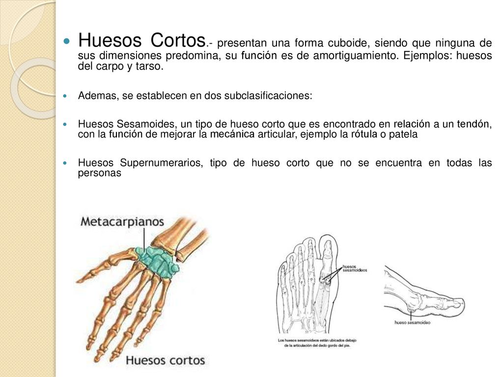 Huesos Cortos.- presentan una forma cuboide, siendo que ninguna de sus dimensiones predomina, su función es de amortiguamiento. Ejemplos: huesos del carpo y tarso.