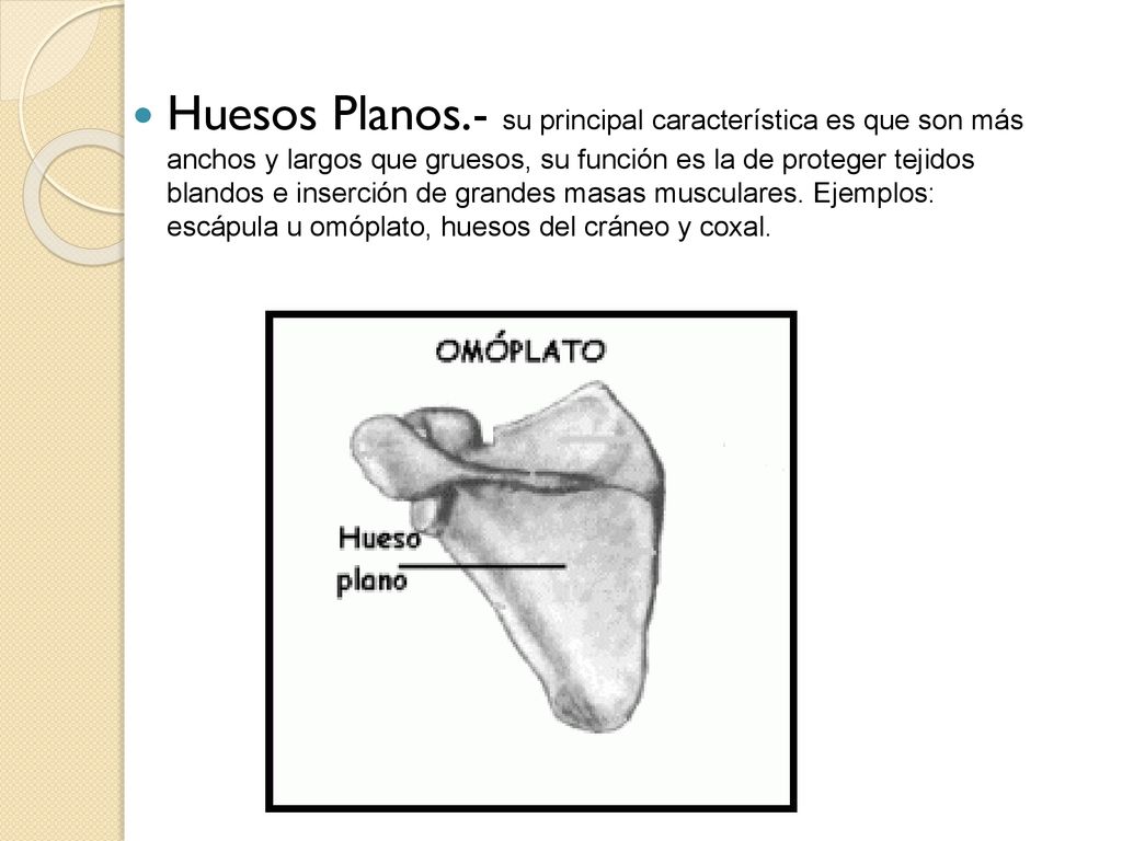 Huesos Planos.- su principal característica es que son más anchos y largos que gruesos, su función es la de proteger tejidos blandos e inserción de grandes masas musculares.