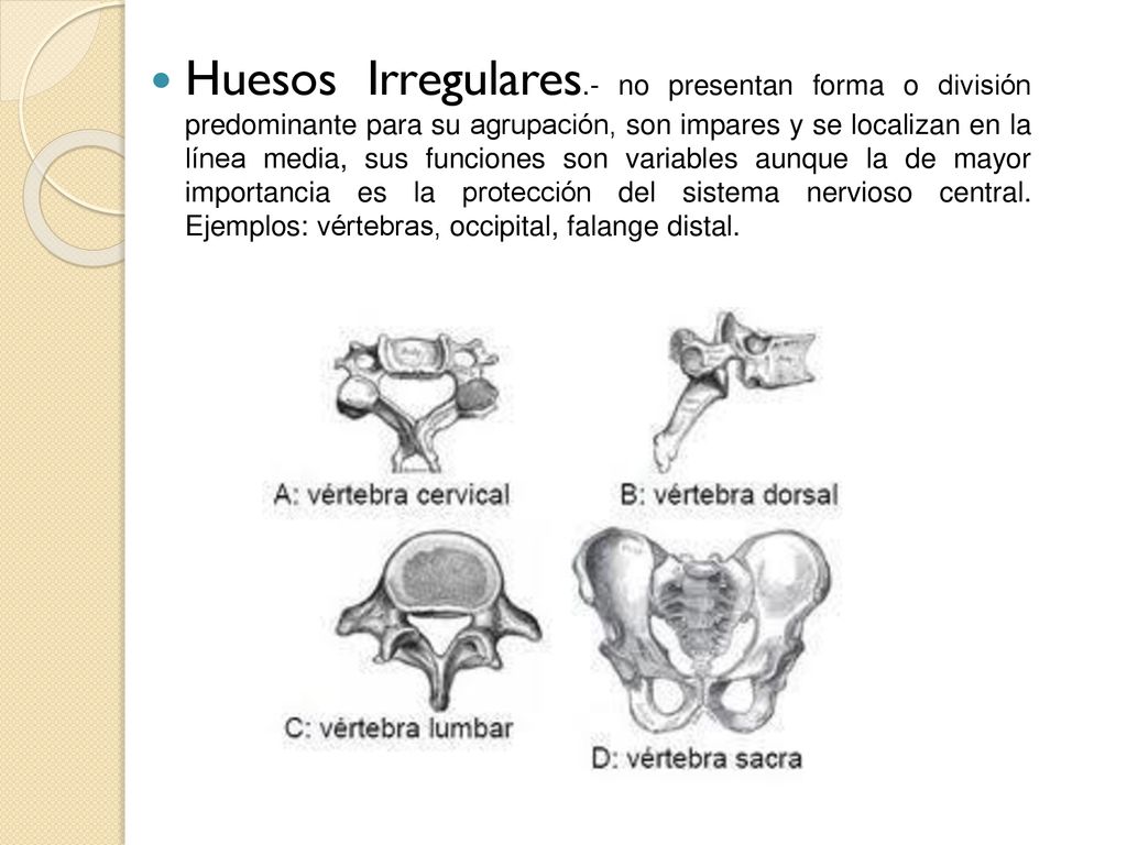 Huesos Irregulares.- no presentan forma o división predominante para su agrupación, son impares y se localizan en la línea media, sus funciones son variables aunque la de mayor importancia es la protección del sistema nervioso central.