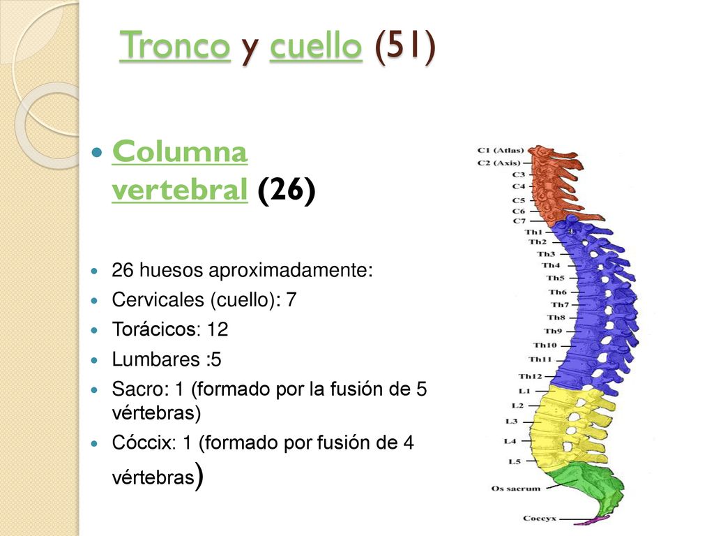 Tronco y cuello (51) Columna vertebral (26) 26 huesos aproximadamente: