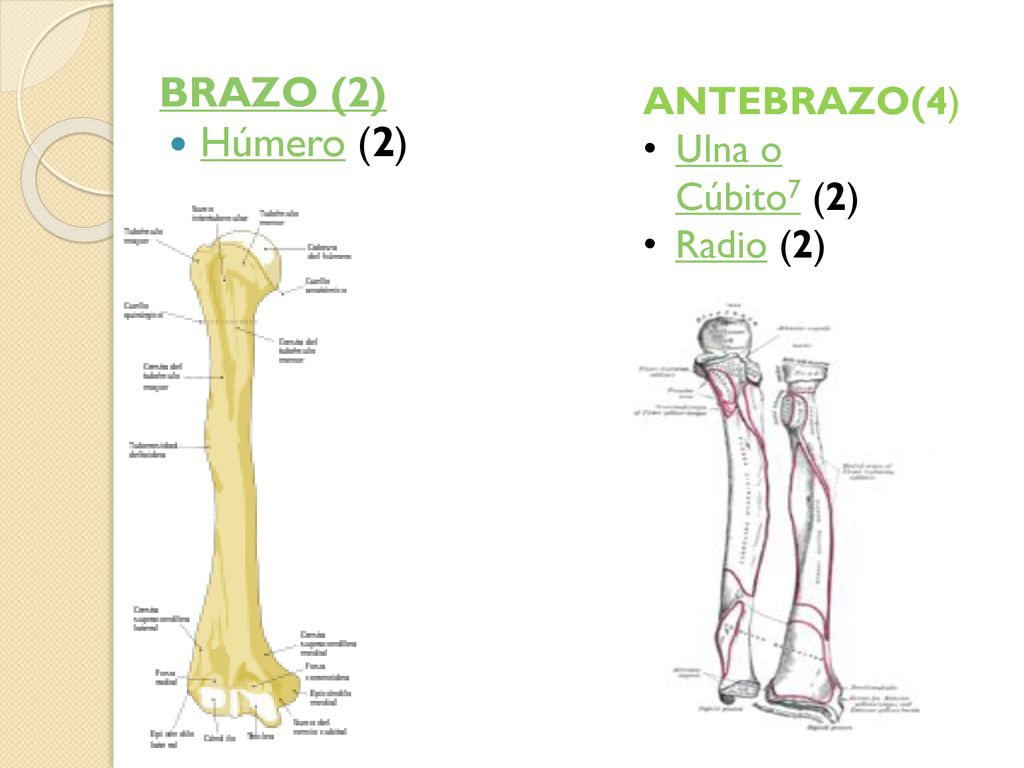 BRAZO (2) Húmero (2) ANTEBRAZO(4) Ulna o Cúbito7 (2) Radio (2)