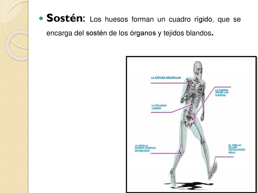 Sostén: Los huesos forman un cuadro rígido, que se encarga del sostén de los órganos y tejidos blandos.