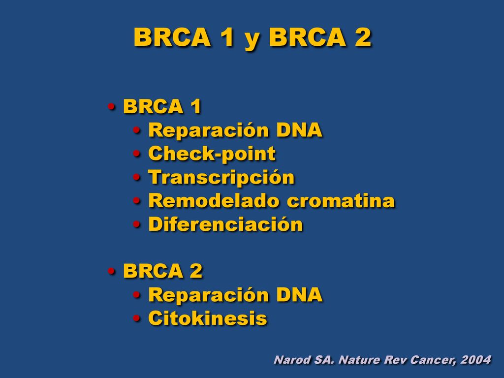 BRCA 1 y BRCA 2 BRCA 1 Reparación DNA Check-point Transcripción