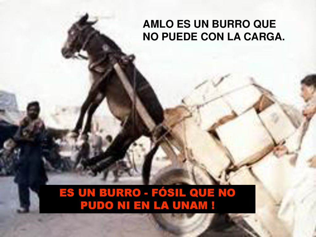 ES UN BURRO - FÓSIL QUE NO PUDO NI EN LA UNAM !