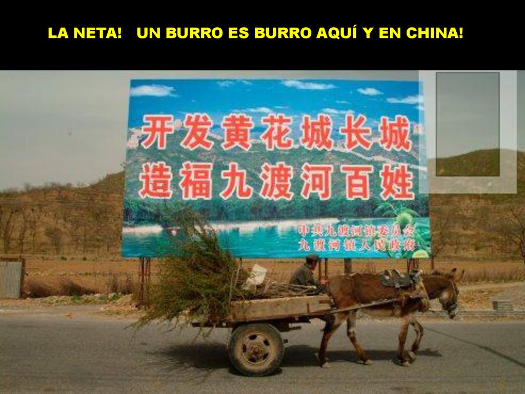LA NETA! UN BURRO ES BURRO AQUÍ Y EN CHINA!