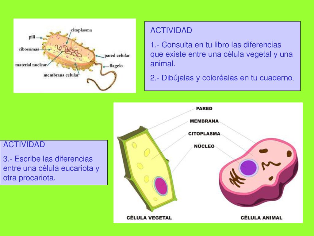 ACTIVIDAD 1.- Consulta en tu libro las diferencias que existe entre una célula vegetal y una animal.