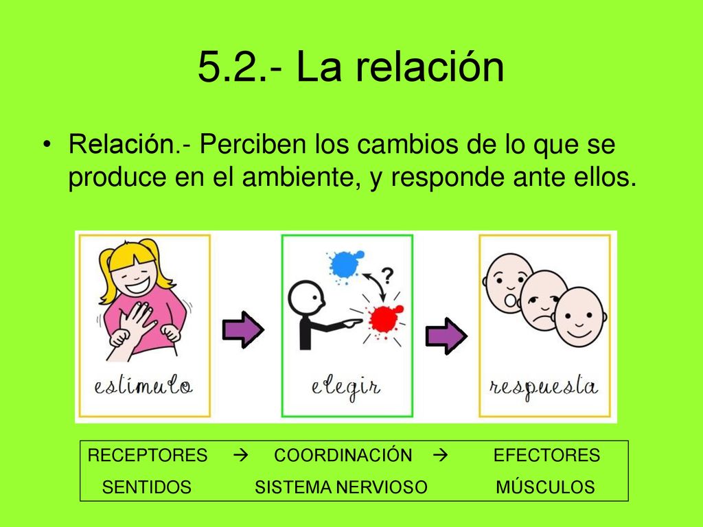 5.2.- La relación Relación.- Perciben los cambios de lo que se produce en el ambiente, y responde ante ellos.