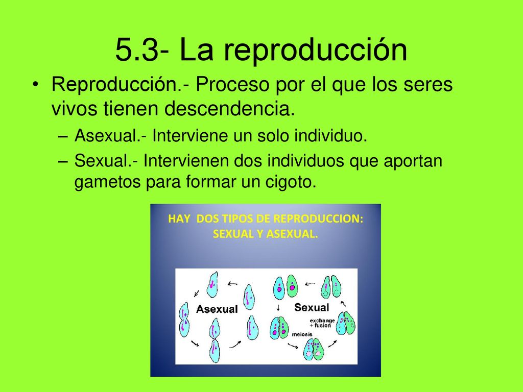 5.3- La reproducción Reproducción.- Proceso por el que los seres vivos tienen descendencia. Asexual.- Interviene un solo individuo.