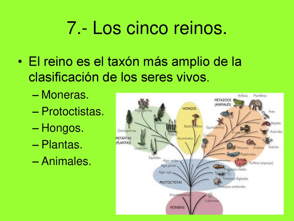 7.- Los cinco reinos. El reino es el taxón más amplio de la clasificación de los seres vivos. Moneras.