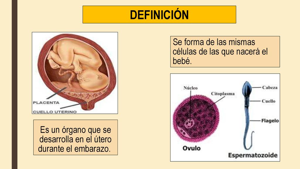 Es un órgano que se desarrolla en el útero durante el embarazo.