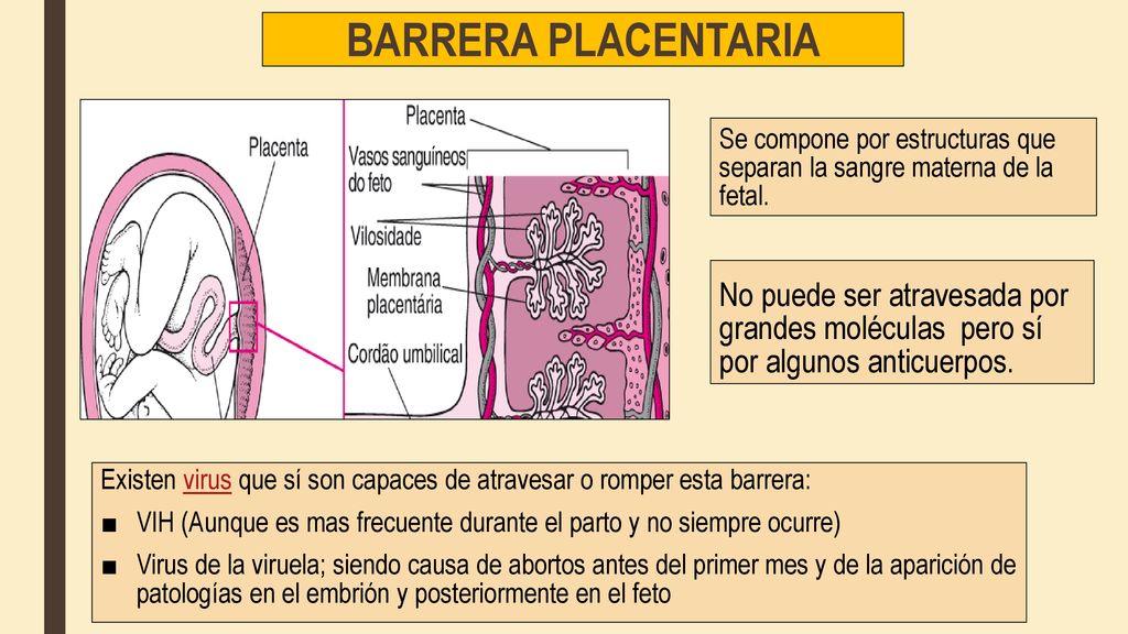 BARRERA PLACENTARIA Se compone por estructuras que separan la sangre materna de la fetal.