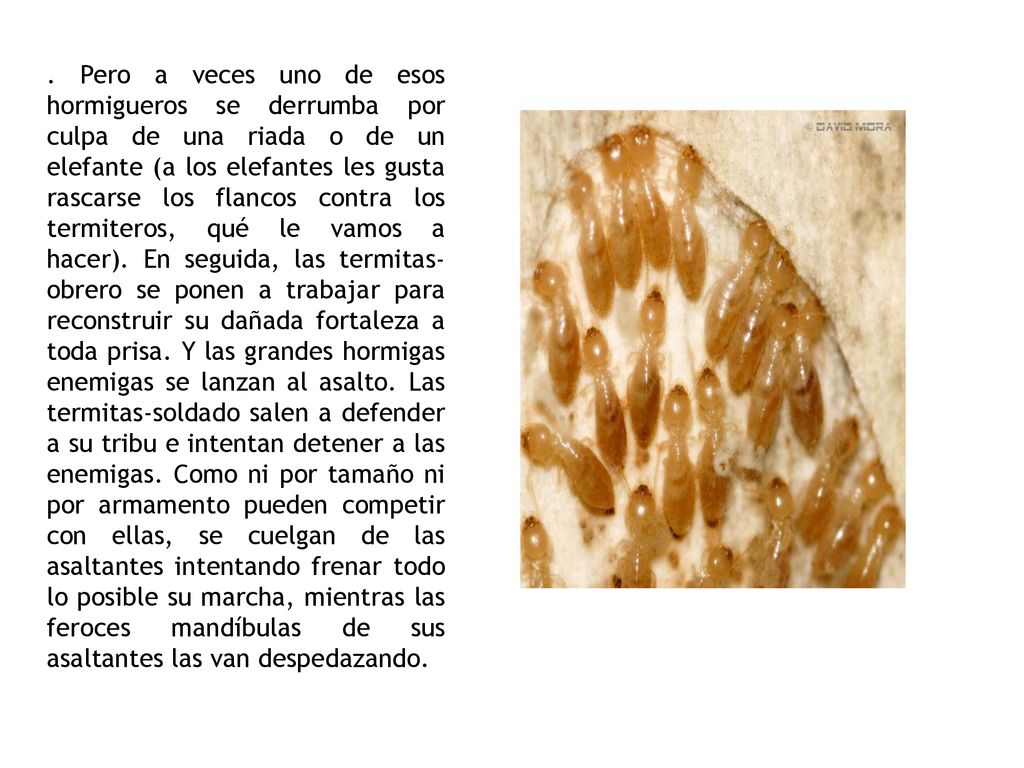 Pero a veces uno de esos hormigueros se derrumba por culpa de una riada o de un elefante (a los elefantes les gusta rascarse los flancos contra los termiteros, qué le vamos a hacer).