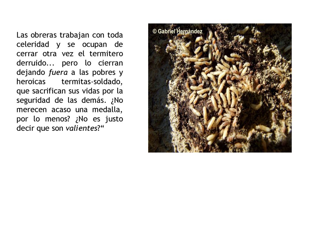 Las obreras trabajan con toda celeridad y se ocupan de cerrar otra vez el termitero derruido...