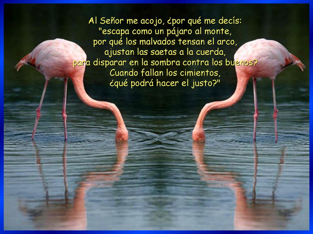 Al Señor me acojo, ¿por qué me decís: escapa como un pájaro al monte,