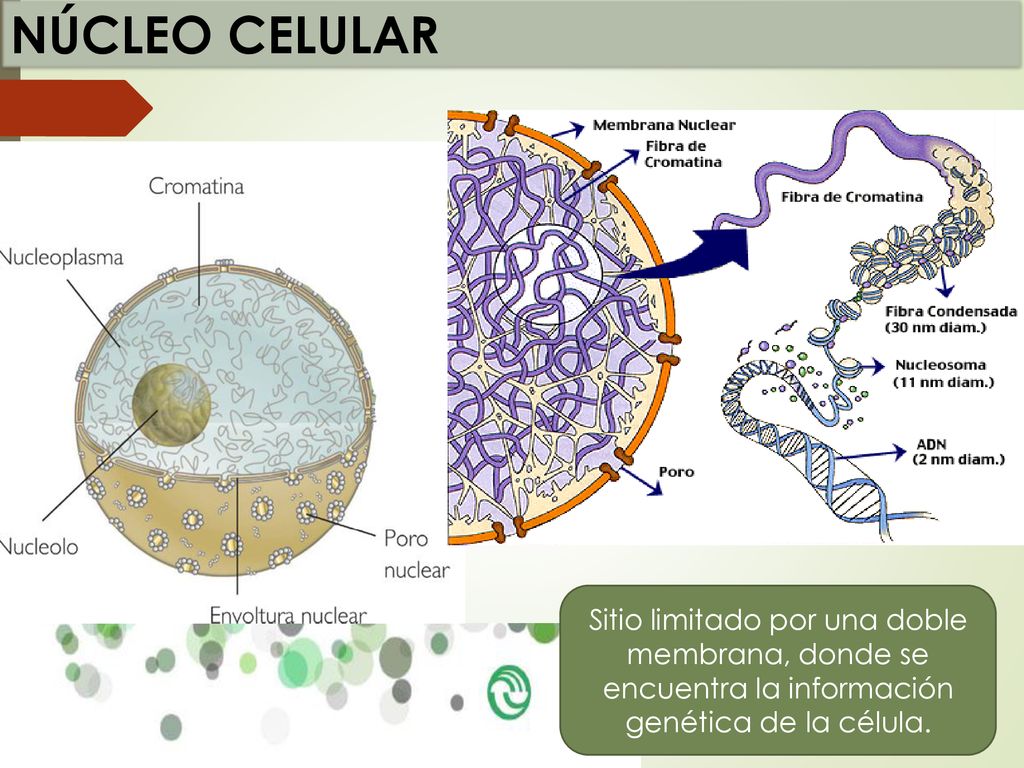 NÚCLEO CELULAR Sitio limitado por una doble membrana, donde se encuentra la información genética de la célula.