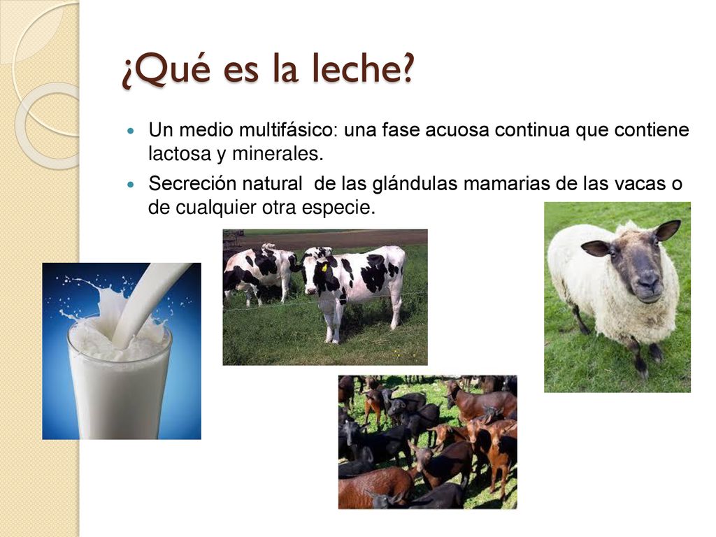 ¿Qué es la leche Un medio multifásico: una fase acuosa continua que contiene lactosa y minerales.