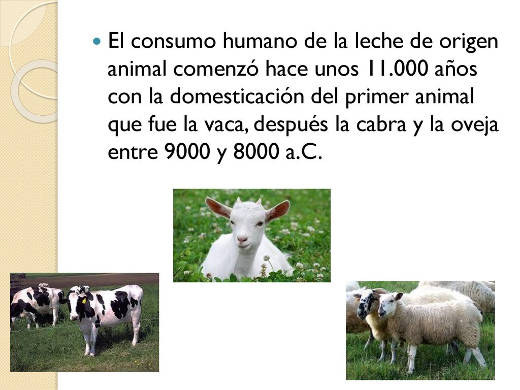 El consumo humano de la leche de origen animal comenzó hace unos 11