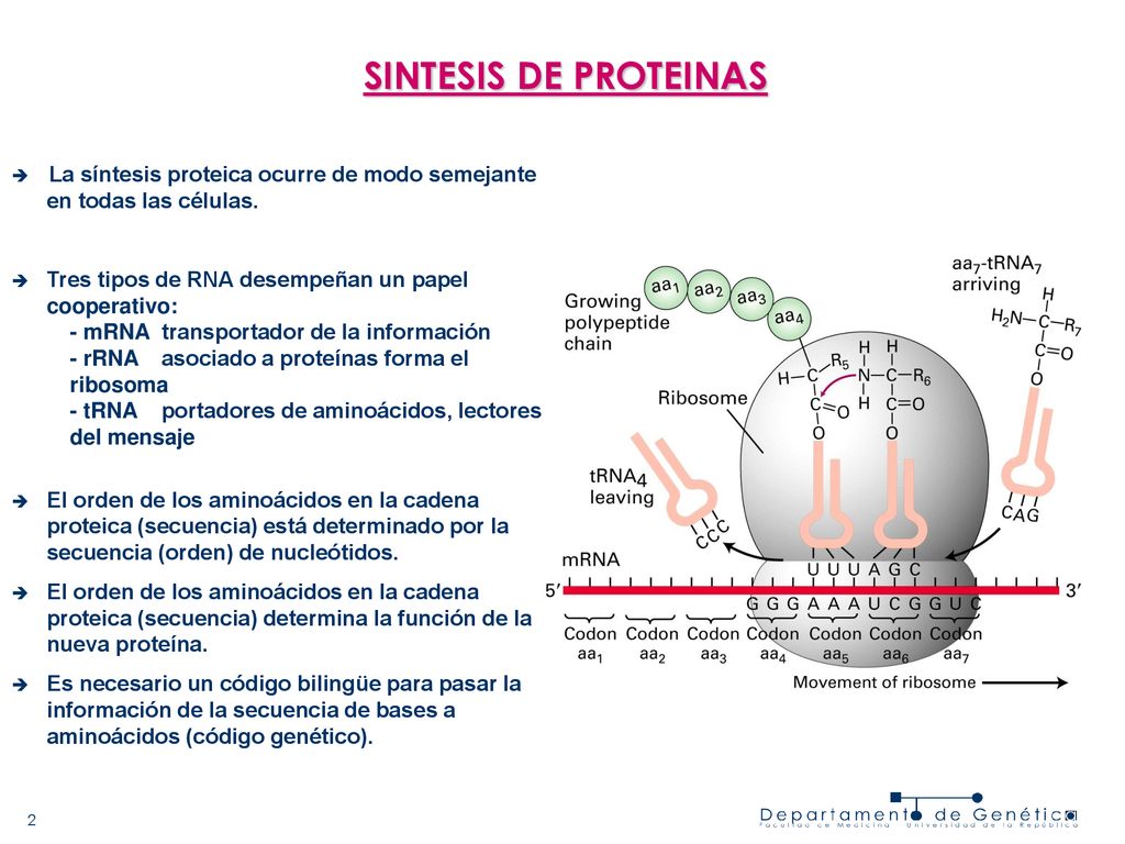 SINTESIS DE PROTEINAS La síntesis proteica ocurre de modo semejante en todas las células. Tres tipos de RNA desempeñan un papel cooperativo: