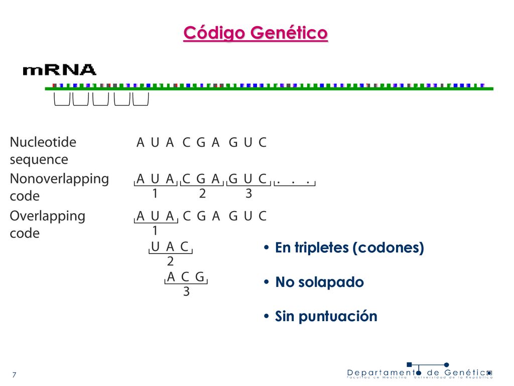 Código Genético • En tripletes (codones) No solapado Sin puntuación