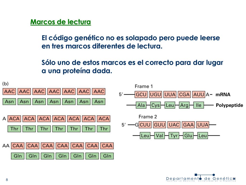 Marcos de lectura El código genético no es solapado pero puede leerse. en tres marcos diferentes de lectura.