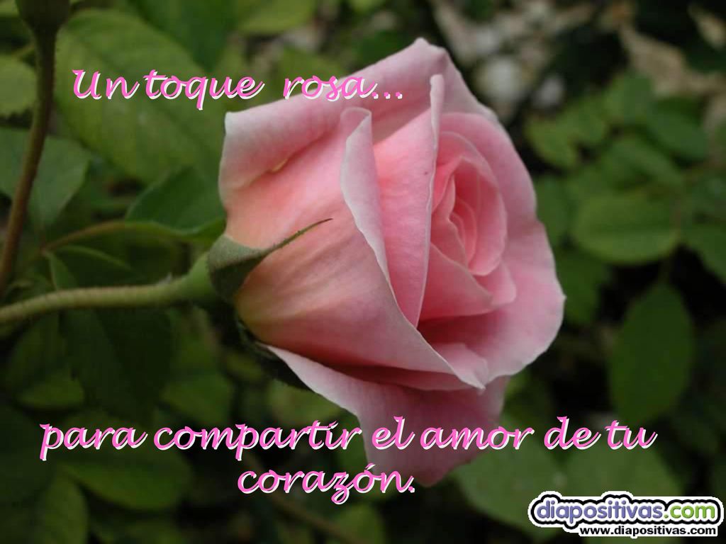 Un toque rosa... para compartir el amor de tu corazón.