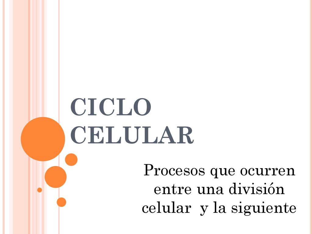Procesos que ocurren entre una división celular y la siguiente